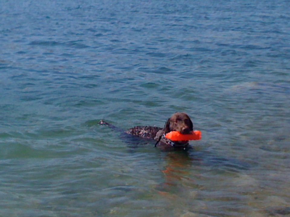Dog swimming in water with an orange toy in its mouth