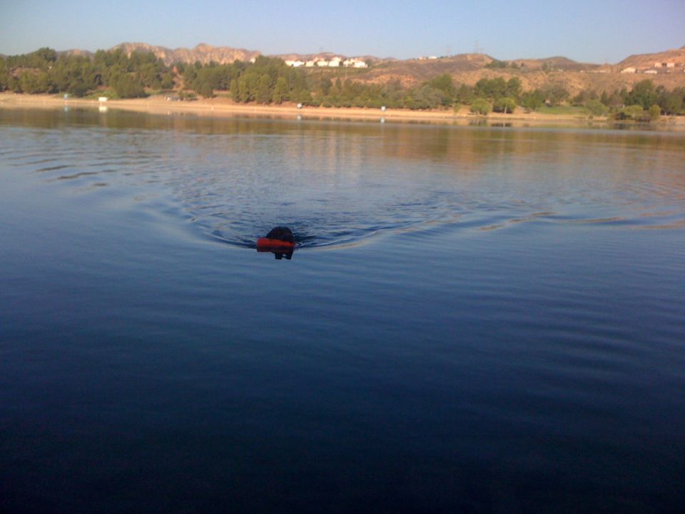 Dog swims in lake with orange flotation device