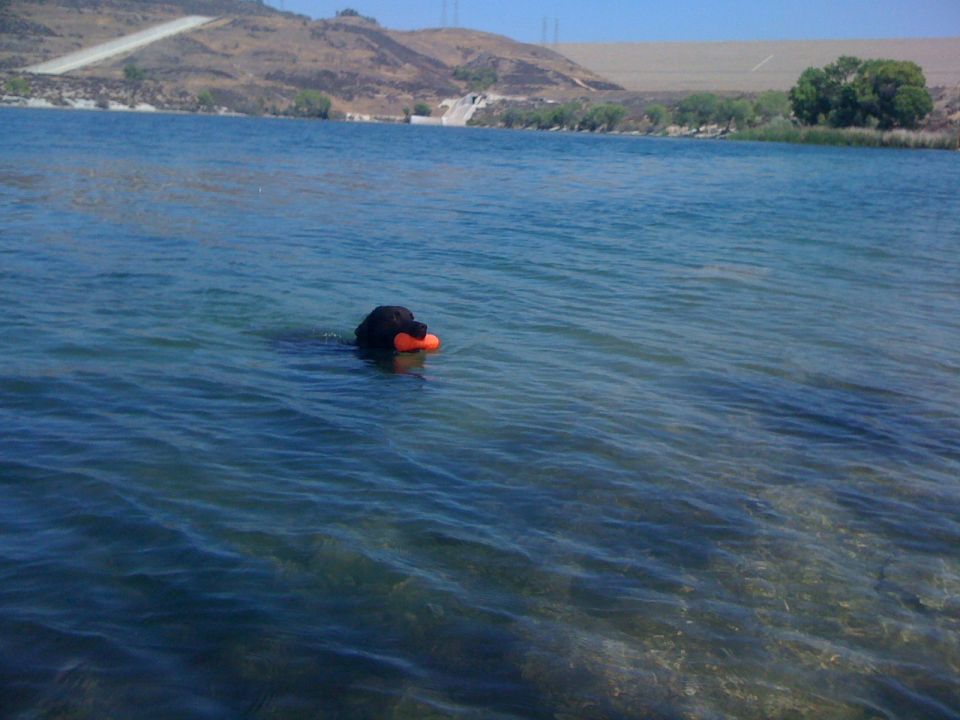 Black dog swims in blue water with an orange toy in its mouth. Dam and hills in background