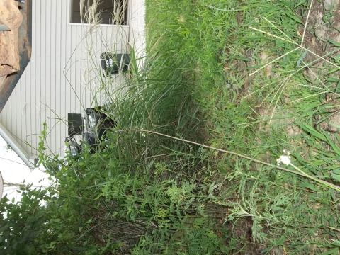 1995 Ford Bronco - A black SUV is partially visible, with its front corner obscured by overgrown green vegetation.