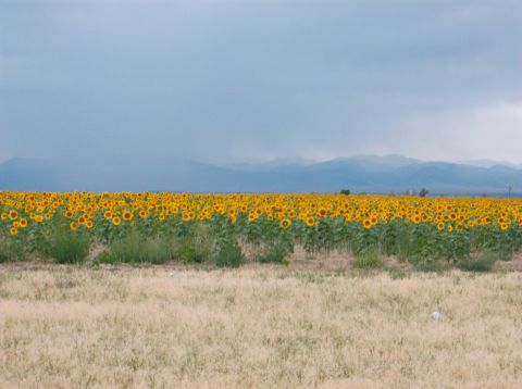 2009 Kenworth T800 - A vast field of sunflowers stretches towards distant mountains under a dramatic, cloudy sky.