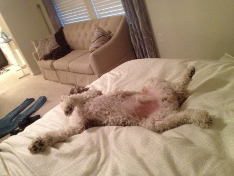 2013 Ford Mustang - Dog relaxing on the bed, with a Supermotors logo visible in the lower right corner.