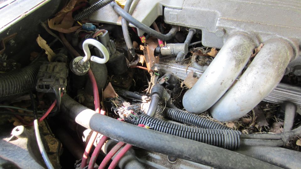 Engine compartment filled with leaves and debris, showing hoses and wiring