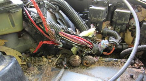 1987 Pontiac Firebird - This image shows a severely damaged engine wiring harness, likely due to nesting animals, with frayed wires and debris.