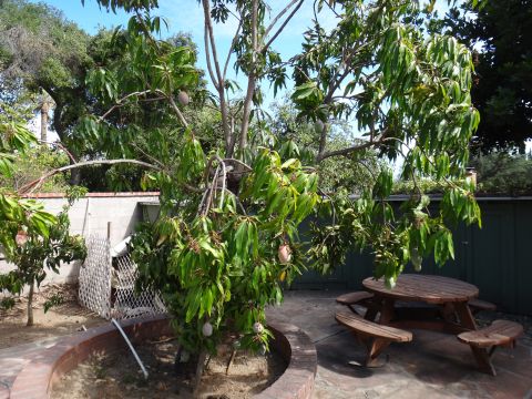 1995 Ford Taurus - A backyard scene features a mango tree laden with fruit, alongside a wooden picnic table.