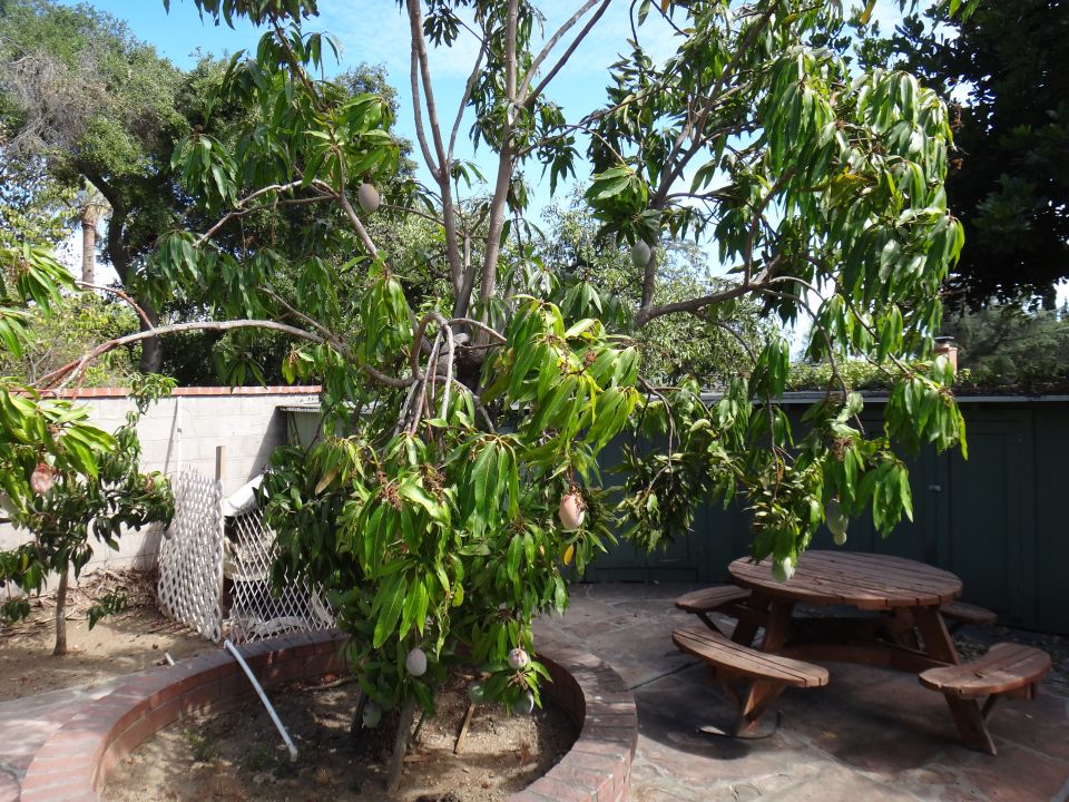 Backyard scene with a mango tree bearing fruit, a picnic table, and a brick border