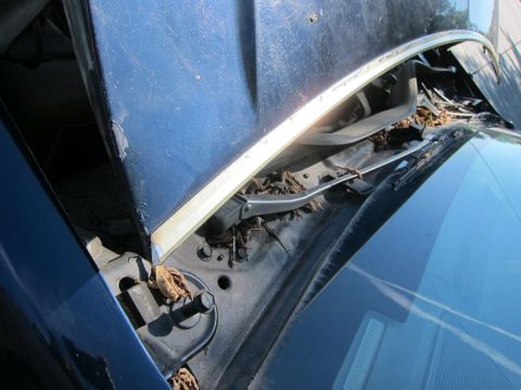 2001 Ford Crown Victoria - Debris has collected in the cowl area of a blue vehicle with the hood open.