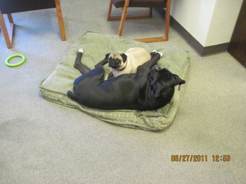 1985 Jeep CJ7 - Two dogs relax together on a large dog bed indoors. A timestamp indicates the photo was taken on June 27, 2011.