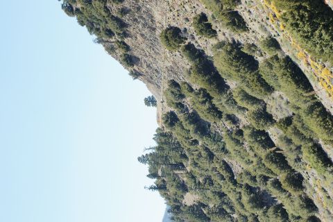 1995 Ford Taurus - A scenic view of a mountainside covered in trees under a clear blue sky.