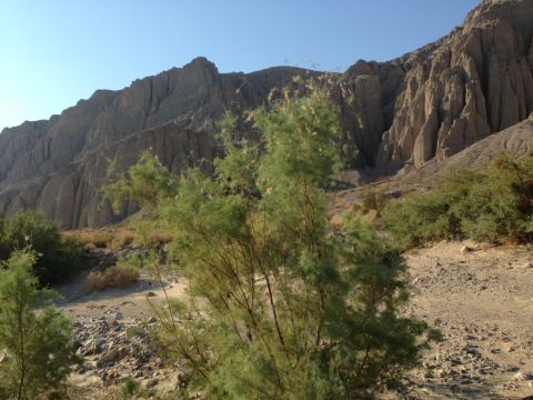 1986 Ford Bronco - A scenic view of a desert canyon with sparse vegetation and rock formations under a bright sky.