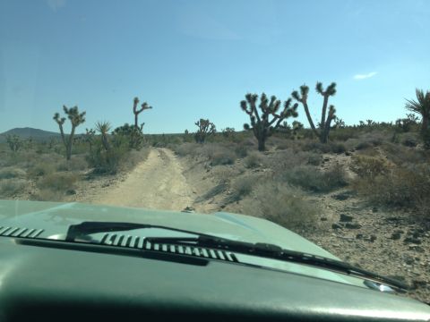 1986 Ford Bronco - View from inside a vehicle driving on a dusty desert road, surrounded by Joshua trees under a clear blue sky.