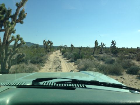 1986 Ford Bronco - Driving on a dusty desert road with Joshua trees under a clear blue sky.