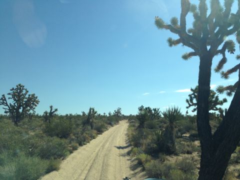 1986 Ford Bronco - Driving on a dirt road through a desert landscape dotted with Joshua trees.