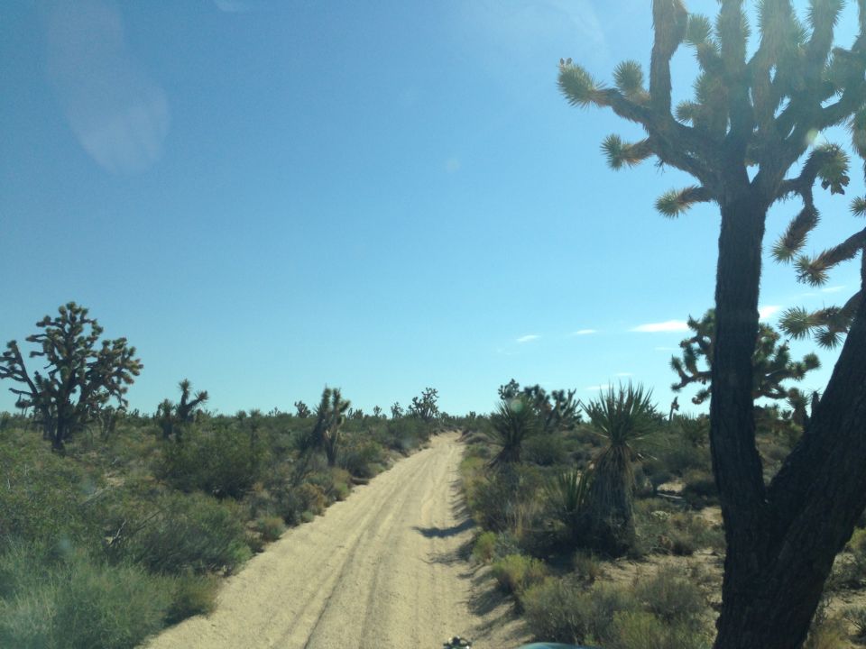 Dirt road winds through desert with Joshua trees under a clear blue sky