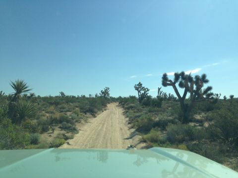 1986 Ford Bronco - Driving on a dirt road through a desert landscape with Joshua trees under a clear blue sky.