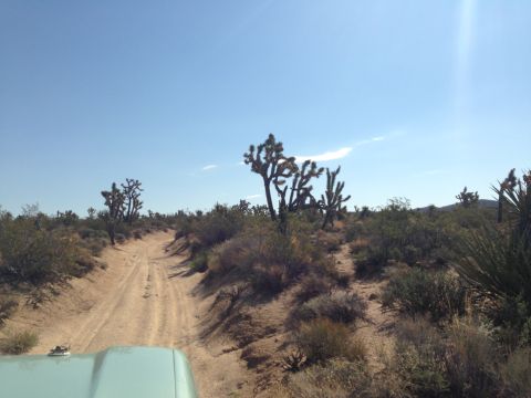 1986 Ford Bronco - Driving on a dirt road in a desert landscape with Joshua trees.
