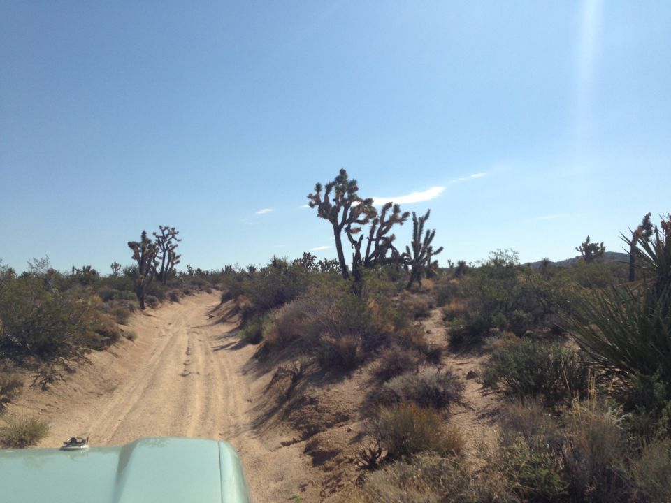 Dirt road through desert with Joshua trees and scrub brush under a clear blue sky