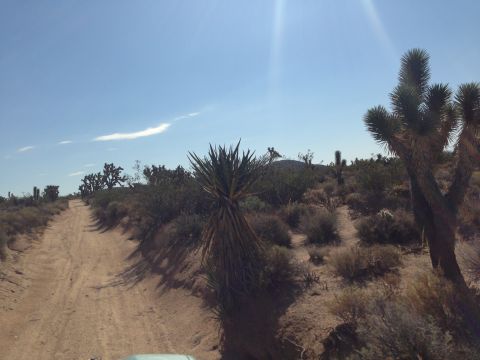 1986 Ford Bronco - A dirt road winds through a desert landscape dotted with Joshua trees and other arid vegetation under a clear blue sky.