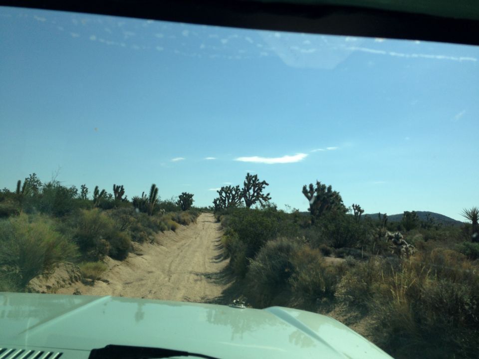 White vehicle hood and dashboard with a dirt road ahead in a desert with Joshua trees and cacti