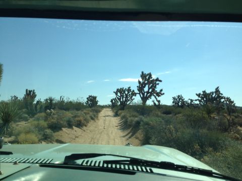 1986 Ford Bronco - Driving through a desert landscape dotted with Joshua trees on a sunny day.