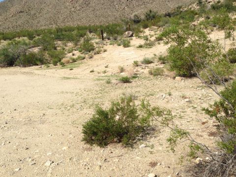 1986 Ford Bronco - A dry, rocky landscape with scrub brush and a mountain in the background. The image has a watermark at the bottom right.