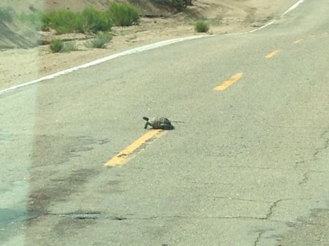 1986 Ford Bronco - A tortoise makes its way across a paved road in a desert landscape, navigating the yellow lane lines.