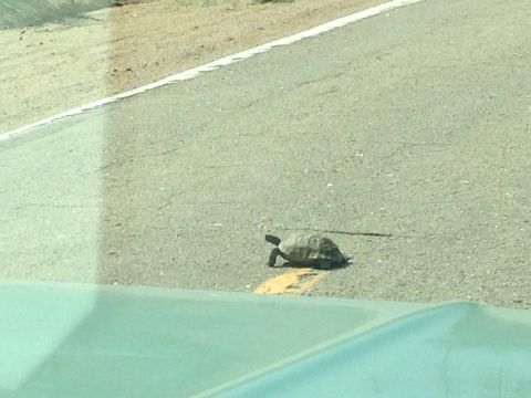 1986 Ford Bronco - A tortoise is crossing a road in a dry, open area.