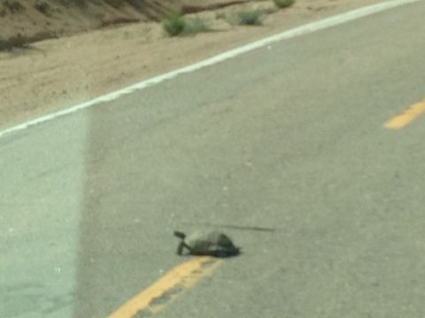 1986 Ford Bronco - A turtle lies deceased on the asphalt, bisected by a yellow road line.