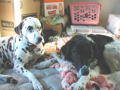 1997 Ford Taurus - Two dogs relax on a bed surrounded by boxes and household items.