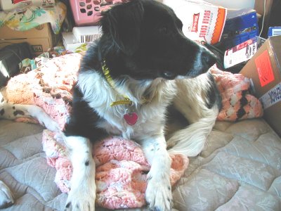 1997 Ford Taurus - A dog rests on blankets amidst a cluttered background of boxes and household items.