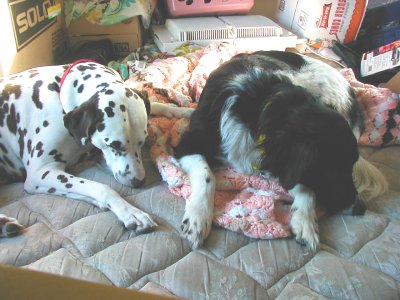 1997 Ford Taurus - Two dogs are resting on a mattress surrounded by boxes and household items.