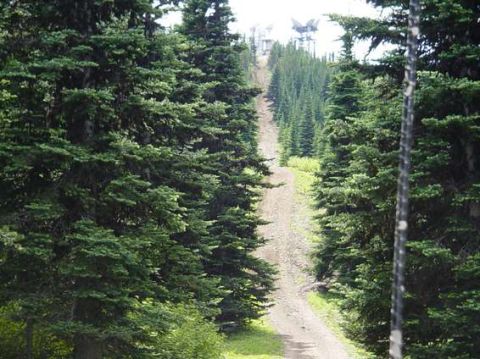 1995 Ford Bronco - A dirt road winds its way up a mountain, flanked by dense pine forest, with a ski lift structure at the top.
