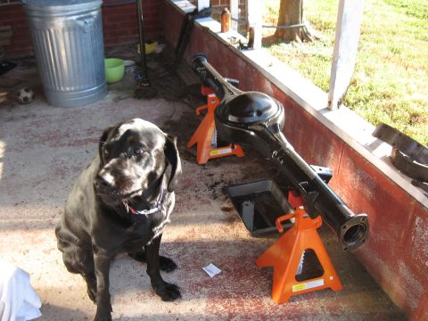 1994 Ford Bronco - Rear axle assembly on jack stands, with a black dog in the foreground.