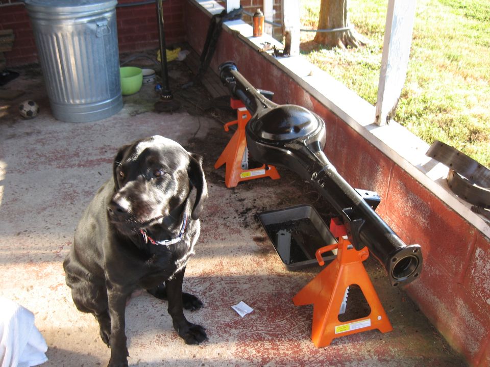 Black rear axle assembly on orange jack stands, black dog sits nearby