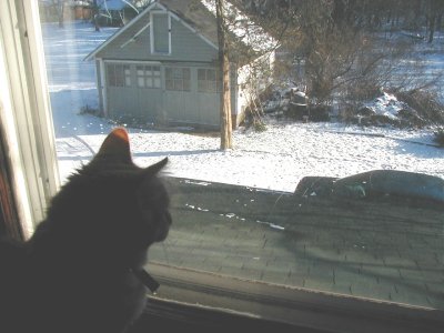 1997 Ford Taurus - A cat watches the snow fall outside, with a car partially visible in the yard.