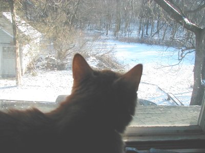1997 Ford Taurus - A cat observes a winter landscape from inside a house, with snow covering the ground and trees.