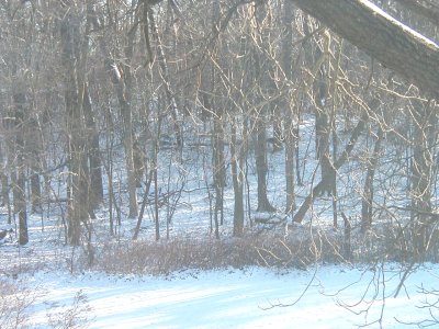 1997 Ford Taurus - A snowy road winds through a forest with bare trees and a light dusting of snow on the ground.