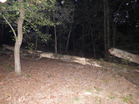 1983 Ford Bronco - This is how the tree looked when we started. It came down in a storm about 6 years ago, so it has begun to rot, but it's still pretty solid…