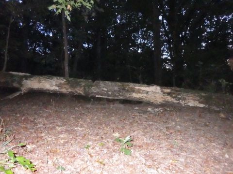1983 Ford Bronco - We were both surprised that it had lifted the entire ~30-foot tree trunk nearly a foot off the ground.