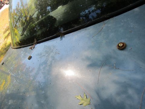 2001 Ford Crown Victoria - The hood of a light blue vehicle is shown with several leaves and pine needles scattered across it. Two small circular metal objects are vi…