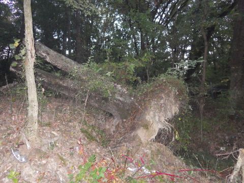 1983 Ford Bronco - The stump might have slid downhill a few inches as it fell, so it should be possible to rip it out.