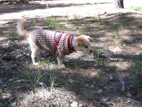 1987 Suzuki Samurai - A dog wearing a patterned sweater and harness explores a grassy, wooded area.