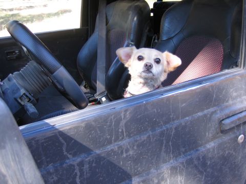 1987 Suzuki Samurai - A small dog looks out from the interior of a vehicle.