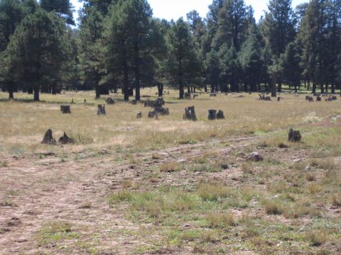 1987 Suzuki Samurai - A field dotted with tree stumps and a dirt path suggests a former forested area.