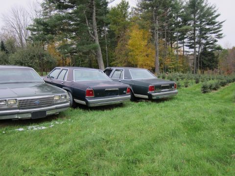 1991 Ford LTD Crown Victoria - Three Ford Crown Victorias are parked in a grassy field with trees in the background.
