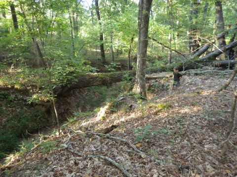 1983 Ford Bronco - This is the trail we want to open: down into the creek to the Left, then turn Right and drive along the creek bed UNDER the fallen log, and…