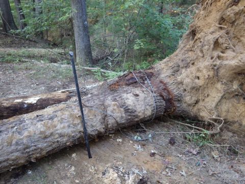 1983 Ford Bronco - The last job was to remove my winch cable from the stump, which was easier said than done. I had expected the stump to roll more, and to en…
