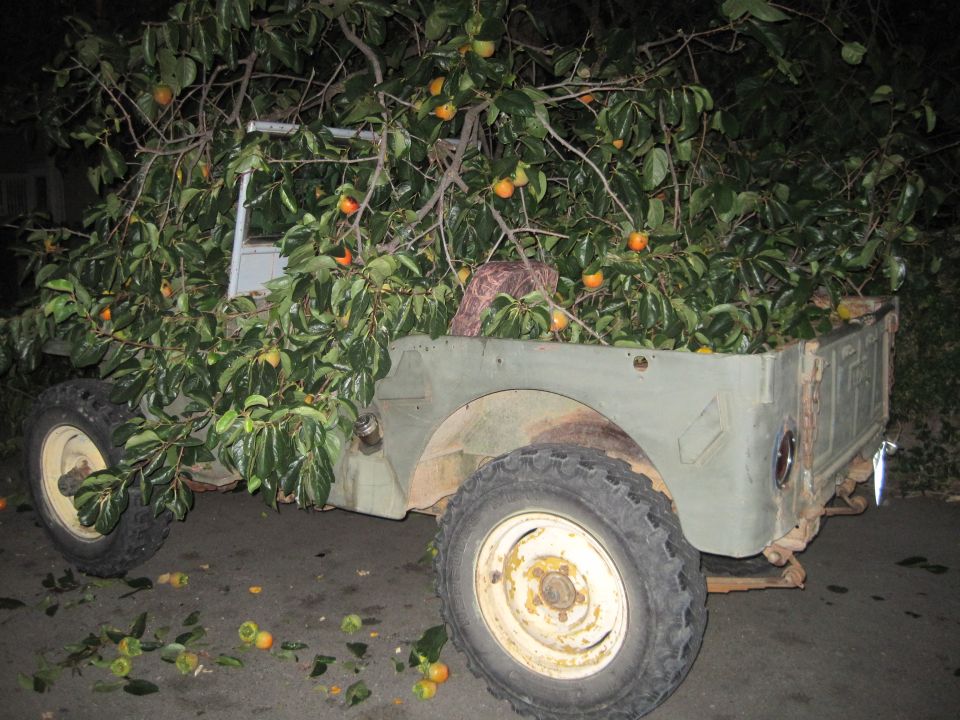 1946 Jeep CJ5