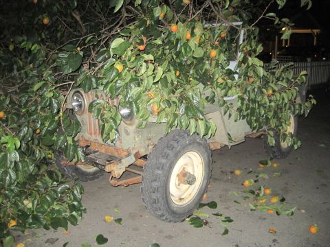 1946 Jeep CJ5 - A vintage Jeep is overgrown with branches and fruit from a persimmon tree.