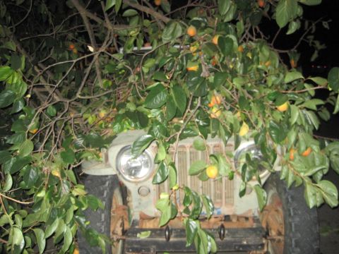 1946 Jeep CJ5 - A vintage Jeep, possibly a 1946 CJ5, is seen from the front, overgrown with a tree bearing fruit.